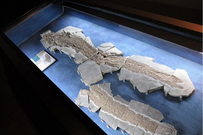 Древен фосил от риба разкрива еволюционния произход на човешката ръка