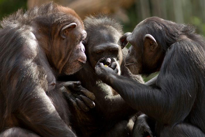 Изглежда, че шимпанзетата комуникират с изречения от три или повече “думи”