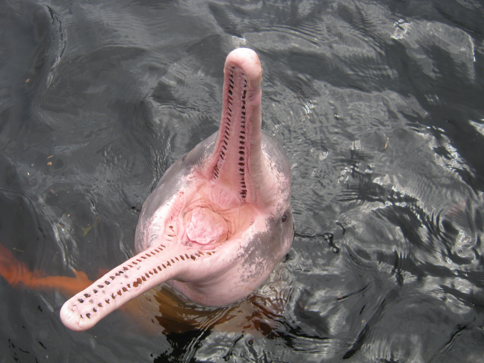 Amazon_river_dolphin.jpg