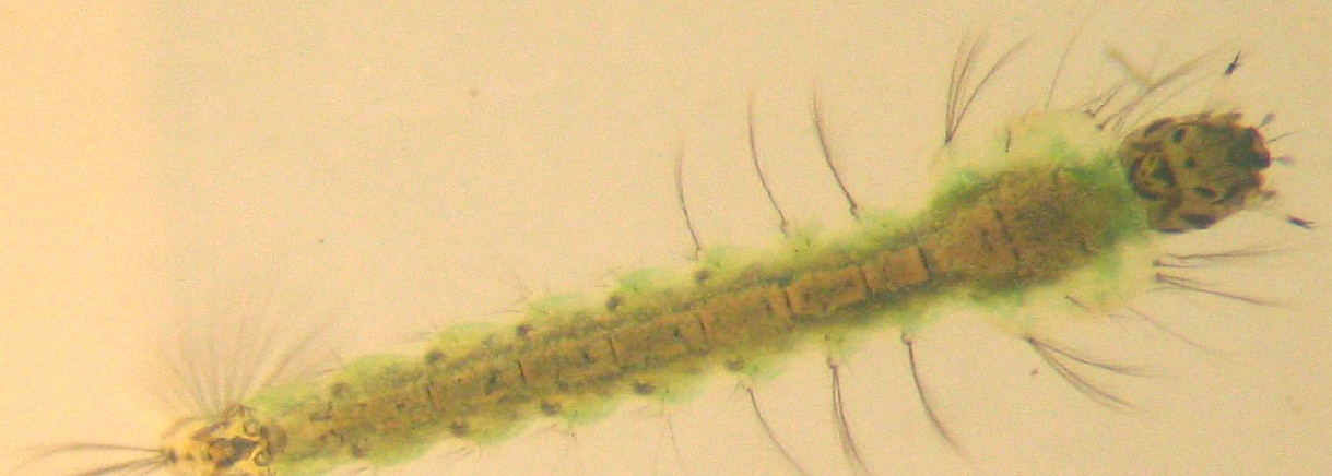 Anopheles_larve2.jpg