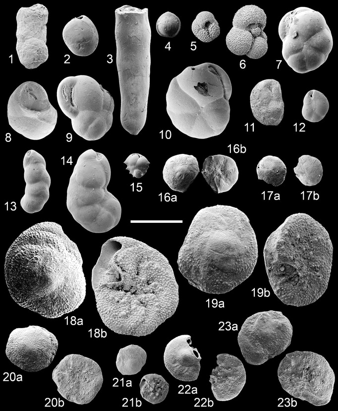 Antarctic-foraminifera2.jpg