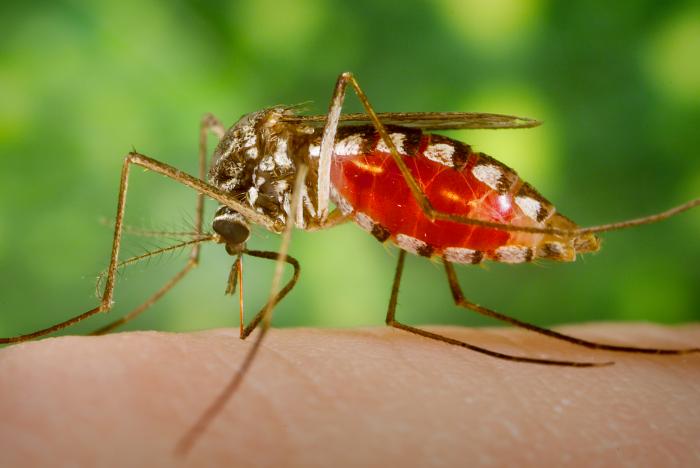 Armigeres_subalbatus_mosquito.jpg