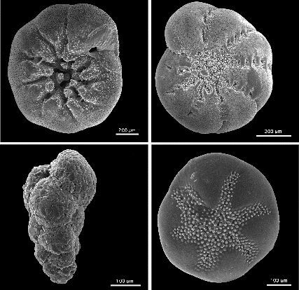 Benthic_foraminifera.jpg