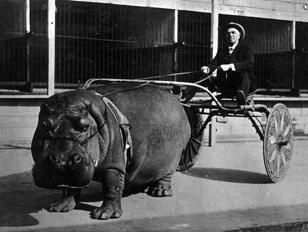 Circus-hippo-pulling-a-cart-1924.jpg