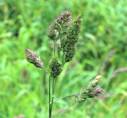 Dactylis_glomerata_seedhead.jpg