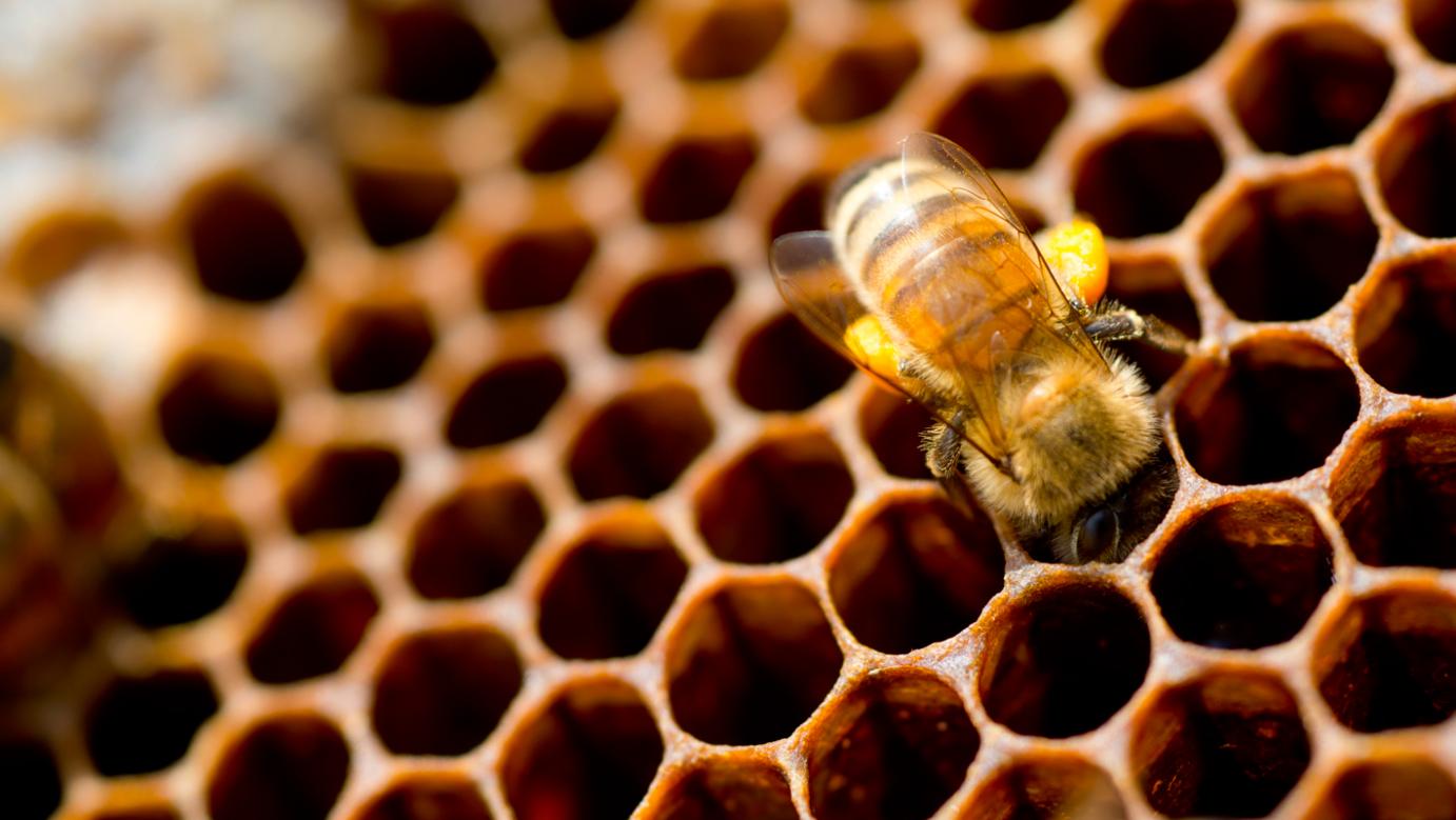 HIVE-1.jpg