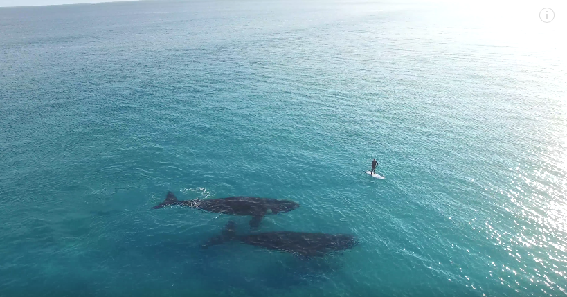 На гребло разстояние от китове