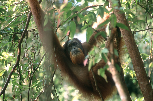 Има два пъти повече суматрански орангутани, отколкото мислехме