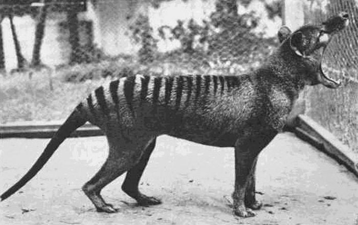 Tasmanian-Tiger.jpg
