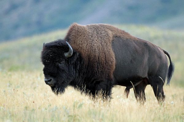 Wood-Bison_.jpg