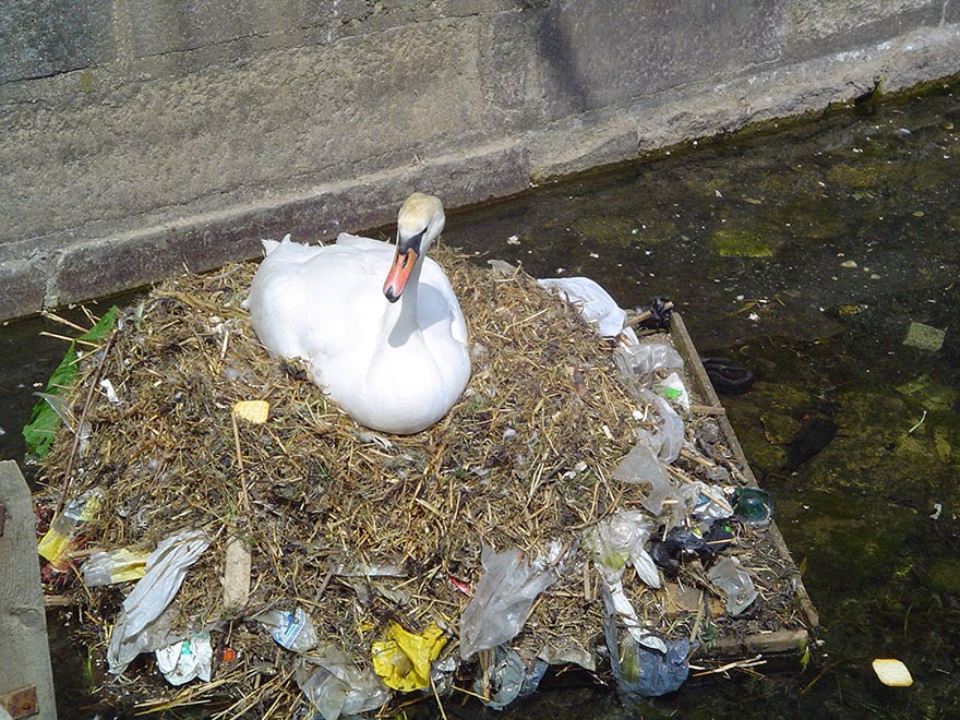 You-Will-Want-To-Recycle-Everything-After-Seeing-These-Photos-A-Mute-Swan-Builds-A-Nest-Using-Plastic-Garbage.jpg