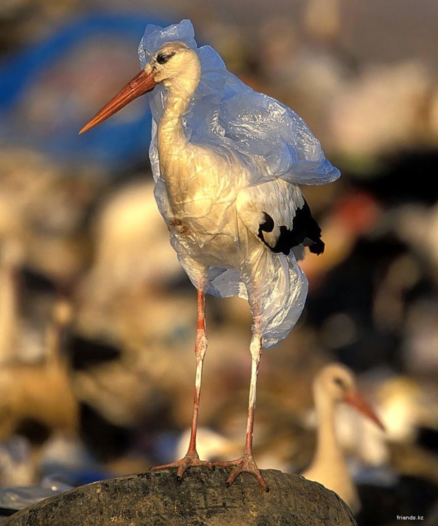 You-Will-Want-To-Recycle-Everything-After-Seeing-These-Photos-A-Stork-Trapped-In-Plastic.jpg