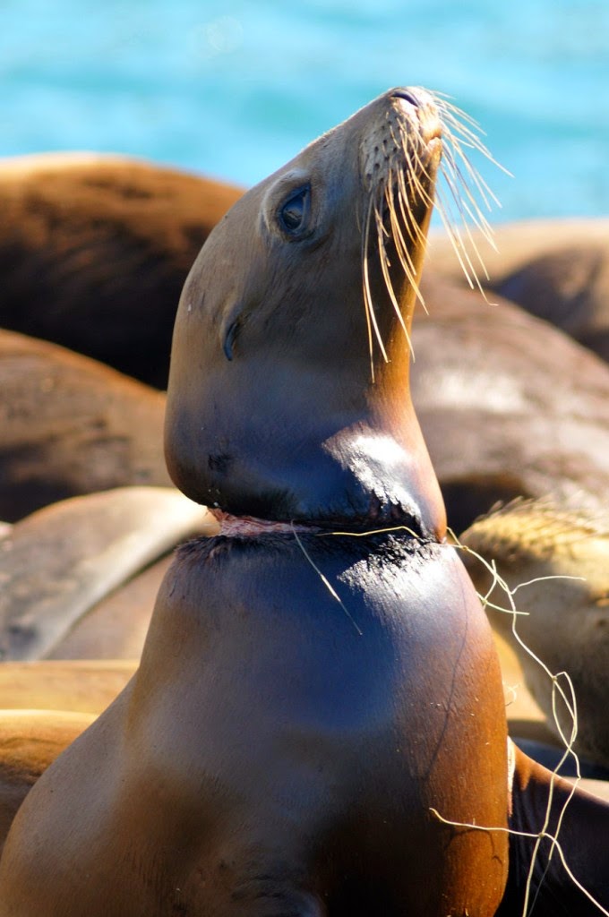 You-Will-Want-To-Recycle-Everything-After-Seeing-These-Photos-A-Wounded-Seal-Unsafe-In-Its-Own-Habitat.jpg