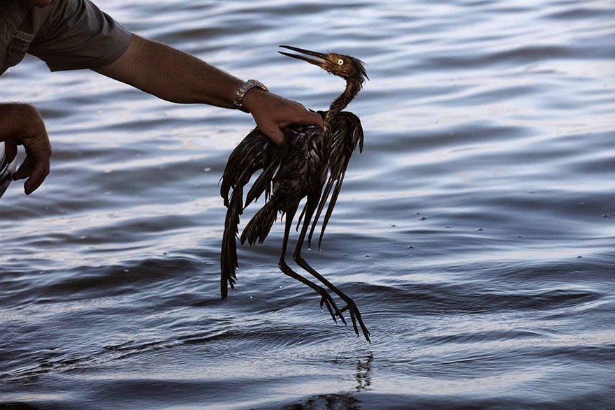 You-Will-Want-To-Recycle-Everything-After-Seeing-These-Photos-Bird-In-Oil-Spill1.jpg