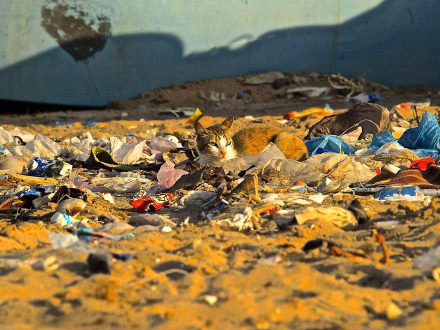 You-Will-Want-To-Recycle-Everything-After-Seeing-These-Photos-Cat-Sunning-In-Trash-Wetsahara-Morocco.jpg