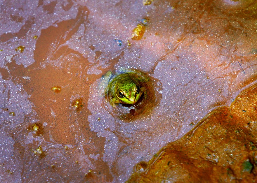 You-Will-Want-To-Recycle-Everything-After-Seeing-These-Photos-Frog-In-Polluted-Water.jpg