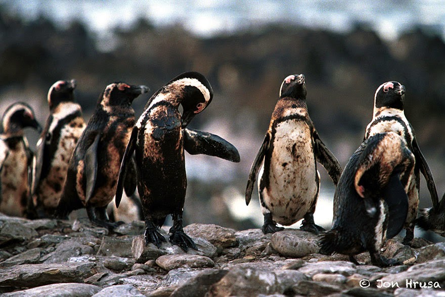 You-Will-Want-To-Recycle-Everything-After-Seeing-These-Photos-Oiled-Penguins.jpg
