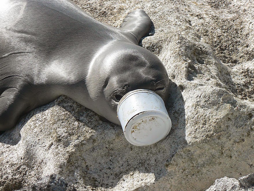 You-Will-Want-To-Recycle-Everything-After-Seeing-These-Photos-Seal’s-Nose-Trapped-In-Plastic-Waste.jpg