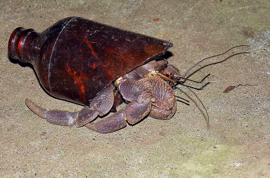 You-Will-Want-To-Recycle-Everything-After-Seeing-These-Photos-This-Crab-Lives-In-An-Old-Bottle.jpg