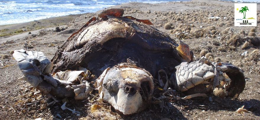 You-Will-Want-To-Recycle-Everything-After-Seeing-These-Photos-Turtle-Population-Killed-By-Chemicals-In-Environment-Tunisia.jpg
