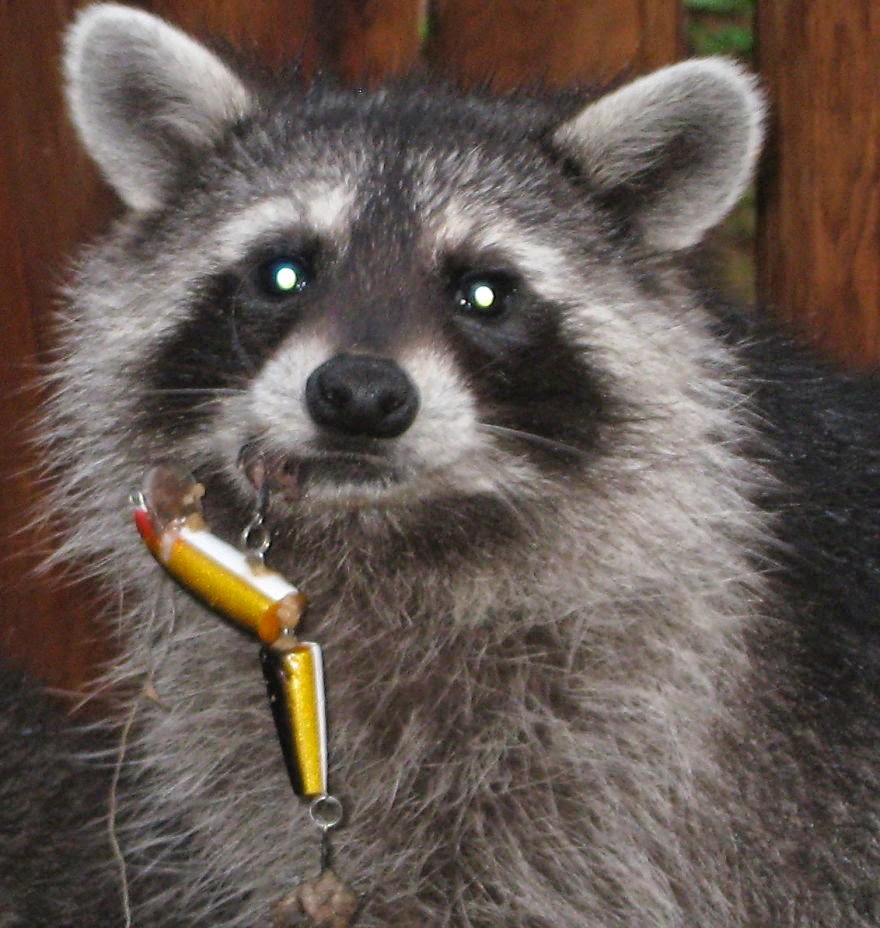 You-Will-Want-To-Recycle-Everything-After-Seeing-These-Photos-Young-Raccoon-With-Fishing-Lure-In-His-Lip.jpg