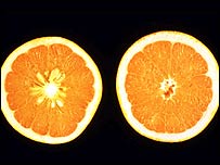 _40742625_oranges_usda_203.jpg
