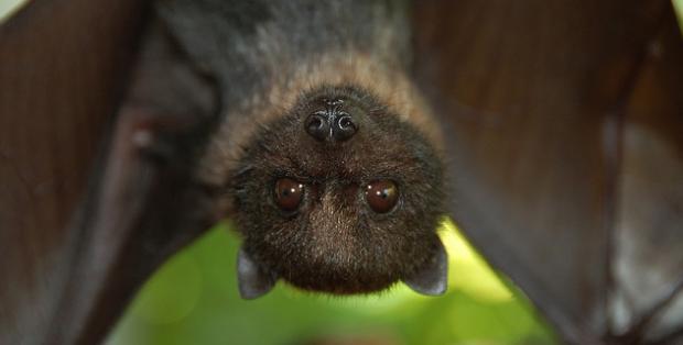 bat_mancunianmatters.co_.uk_.jpg