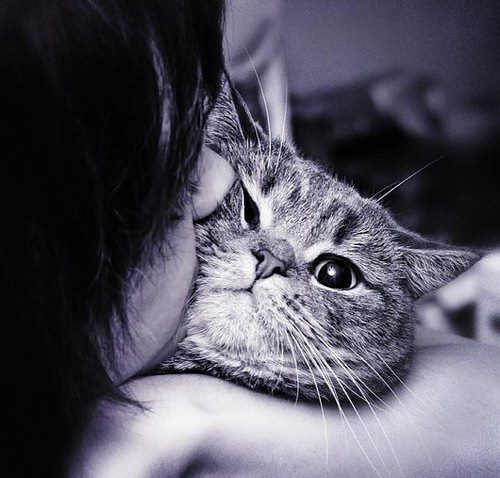 Каква е връзката между гнева и любовта към котките