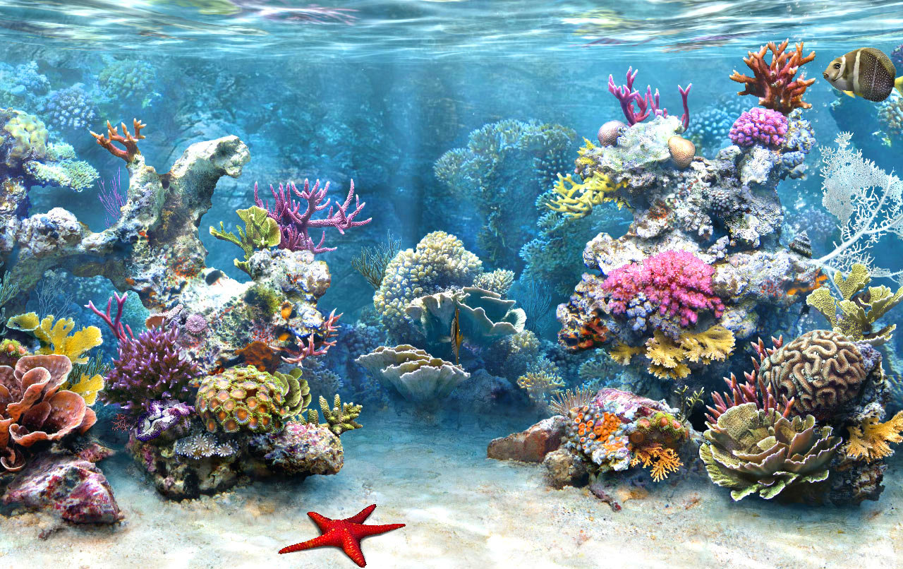 coral_reef_4.jpg