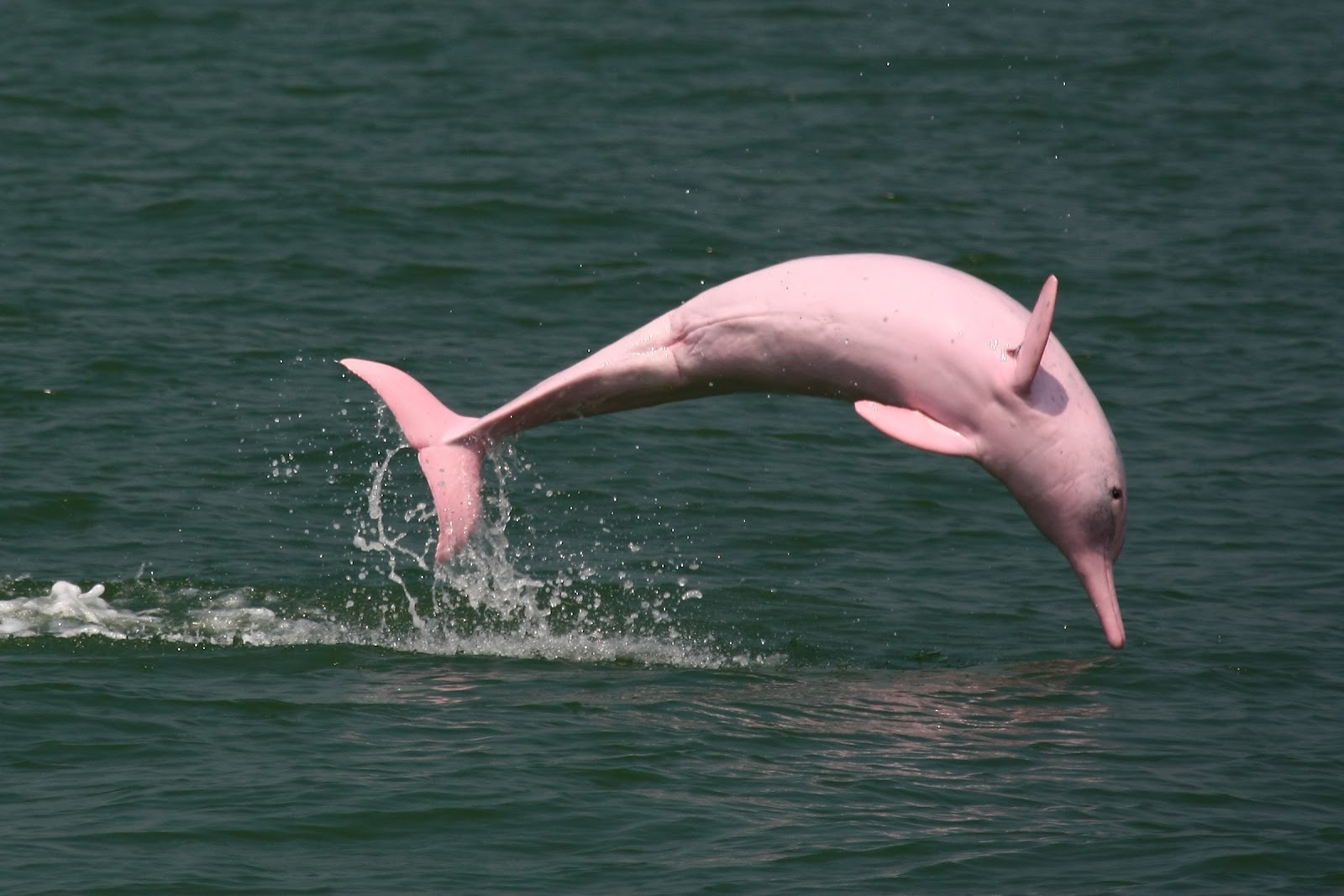 delfino_rosa.jpg
