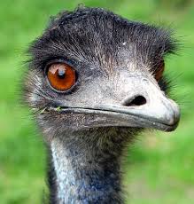emu.jpg (219×230)