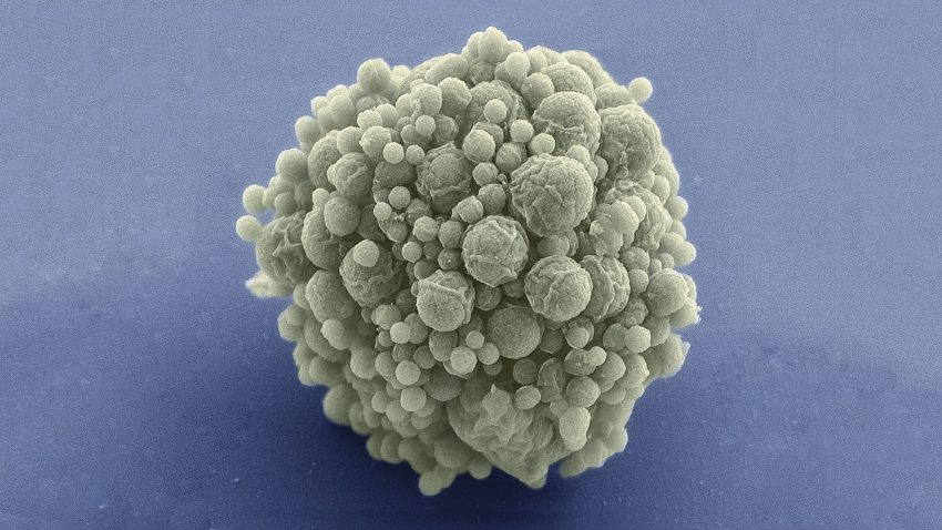 genome.jpg
