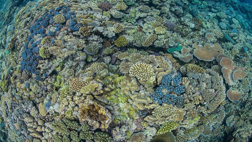 Как се спасява болен коралов риф?