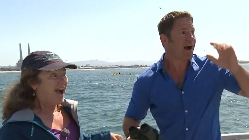 interview-about-blue-whales-interruped-by-actual-blue-whale.jpg