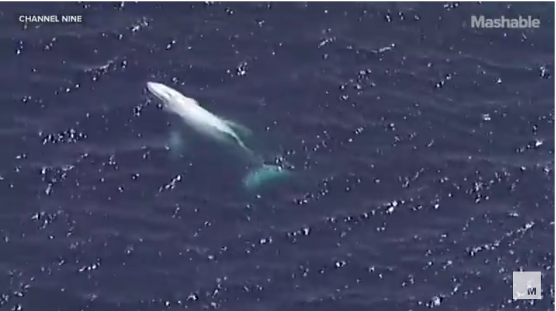 /ВИДЕО/ Рядък бял гърбат кит беше забелязан в Австралия