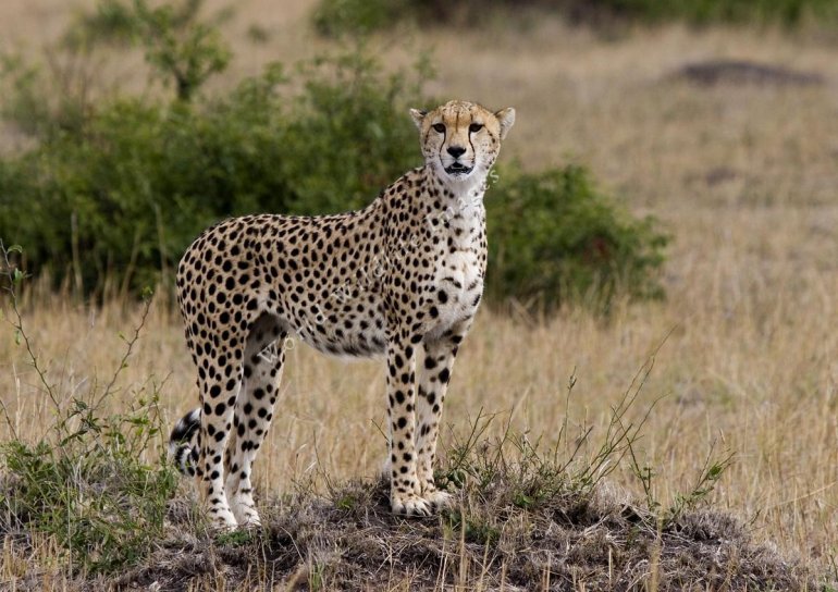 large-preview-acinonyx_jubatus.jpg