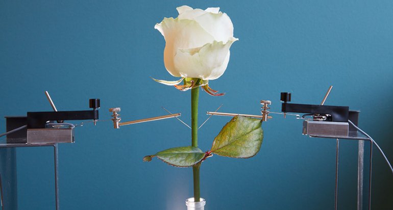 large-preview-ticker_ht_electricrose.jpg
