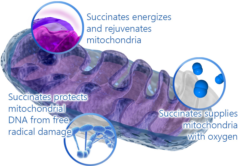 mitochondria-Image-Lunada-Biomedical.jpg