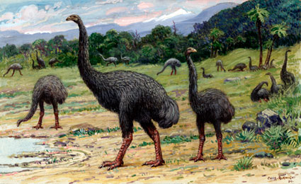 moa-poo-population.jpg