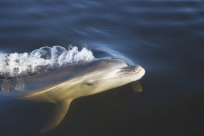 new-dolphin-.jpg