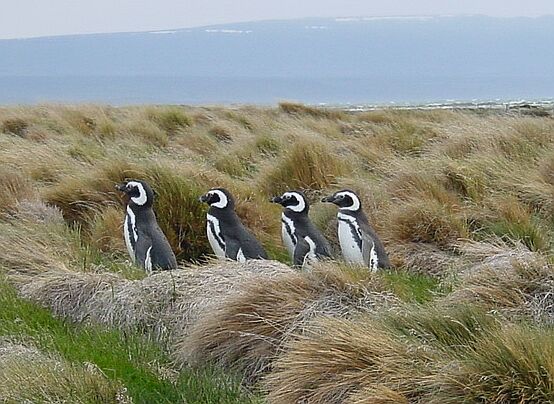 penguins.jpg