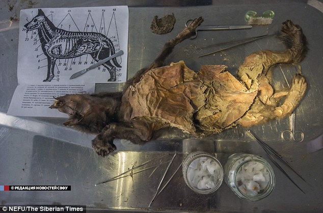 Невероятно запазени останки от кученце на 12 400 години са открити в Сибир