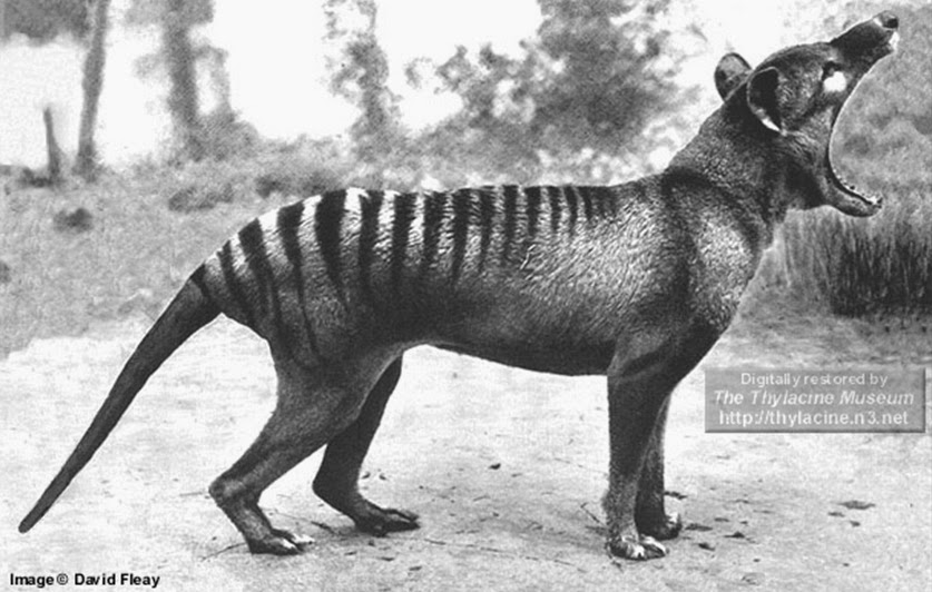 thylacine-photo.jpg